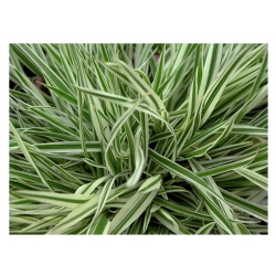 trawa Kłosówka wełnista Tr17